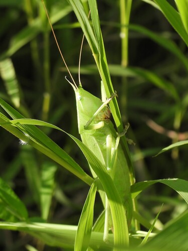 Slightly Musical Conehead Katydid photo 3
