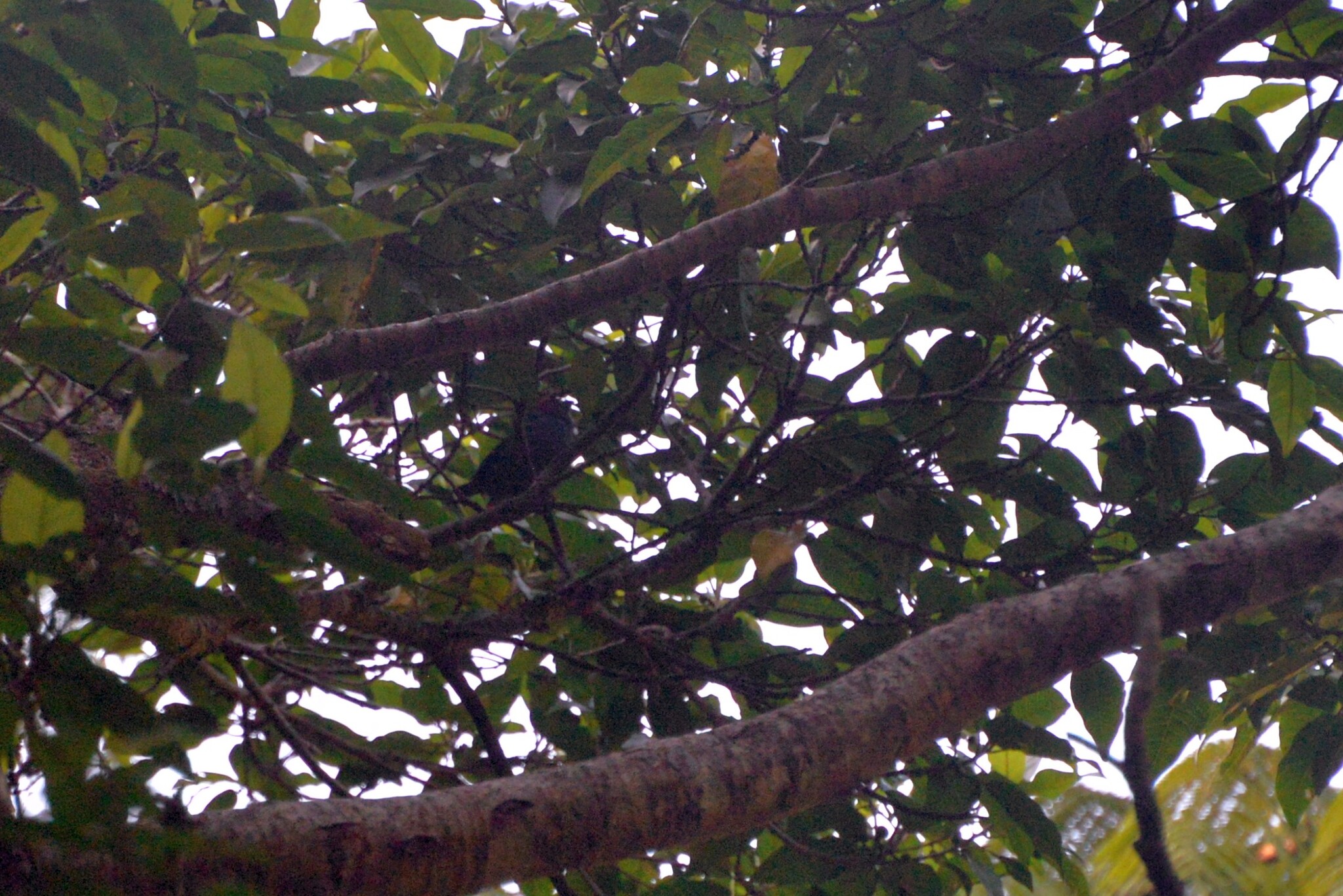 Royal Parrotfinch (Erythrura cyaneovirens), photo 2