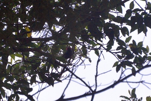 Royal Parrotfinch (Erythrura cyaneovirens)