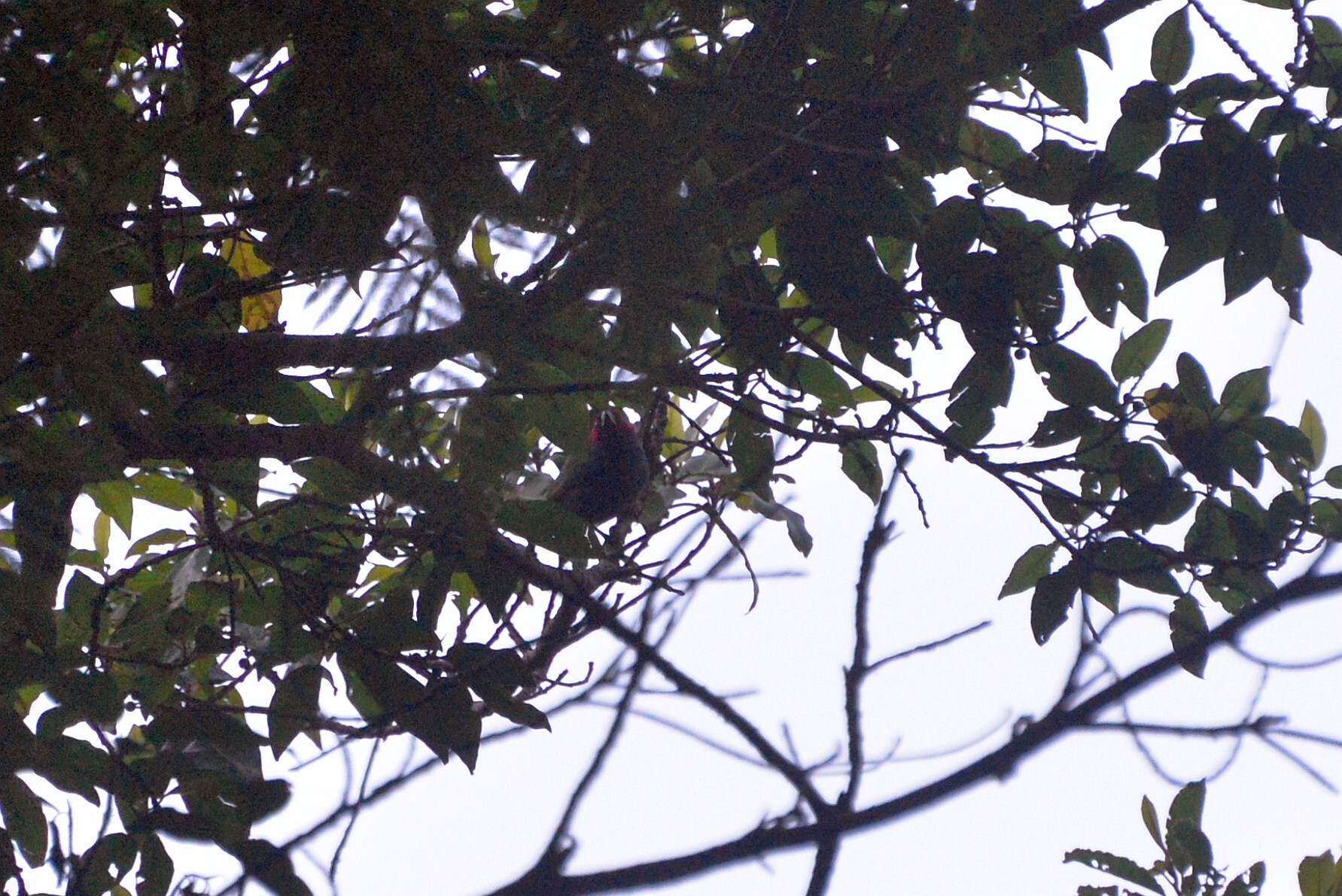 Royal Parrotfinch (Erythrura cyaneovirens), photo 1