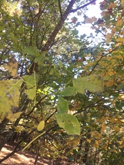 Ptelea trifoliata mollis