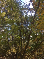 Ptelea trifoliata mollis