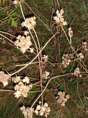 Oenanthe pimpinelloides