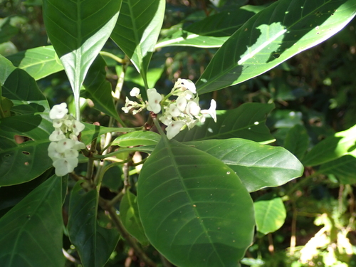 Psychotria milnei observed 2025-08-02