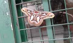 Rothschildia jacobaeae