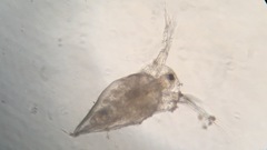 Simocephalus