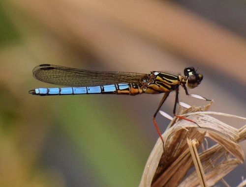 Photo of Dancing Jewel (Platycypha caligata)