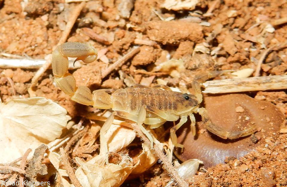 Neobuthus