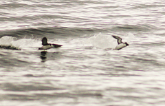 Synthliboramphus antiquus