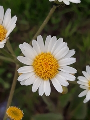 Senecio bonariensis