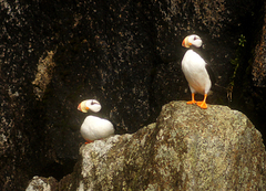 Fratercula corniculata