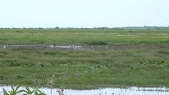 Plegadis chihi