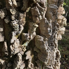 Celtis smallii