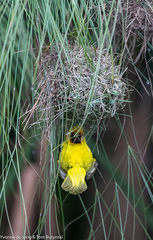 Ploceus castanops