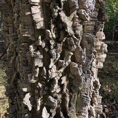 Celtis smallii