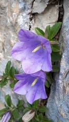 Campanula raineri