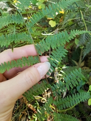 Athyrium