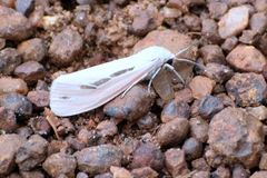 Micraloa