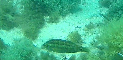 Corkwing Wrasse, Setúbal, PNArr, PT-SE, PT, photo 10 of 10