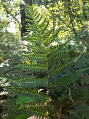 Athyrium