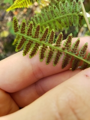 Athyrium