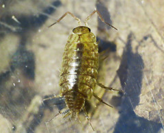 Philoscia affinis