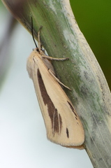 Micraloa