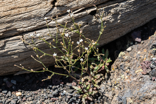 sand aliciella (Aliciella leptomeria)