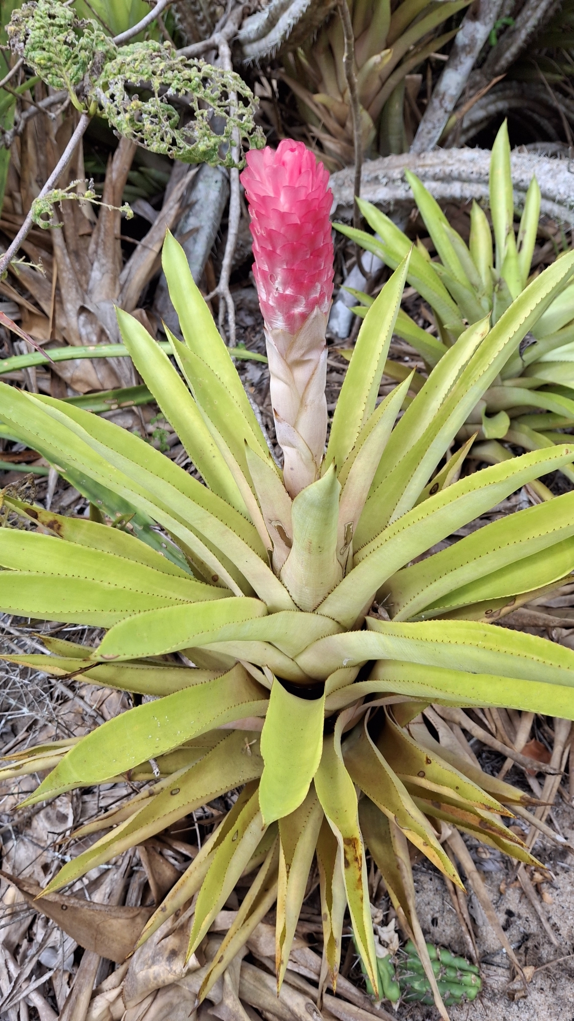 Quesnelia quesneliana
