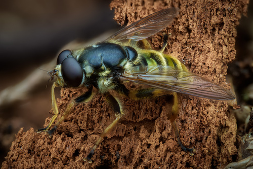 Yellow-shielded Quicksilver photo 2