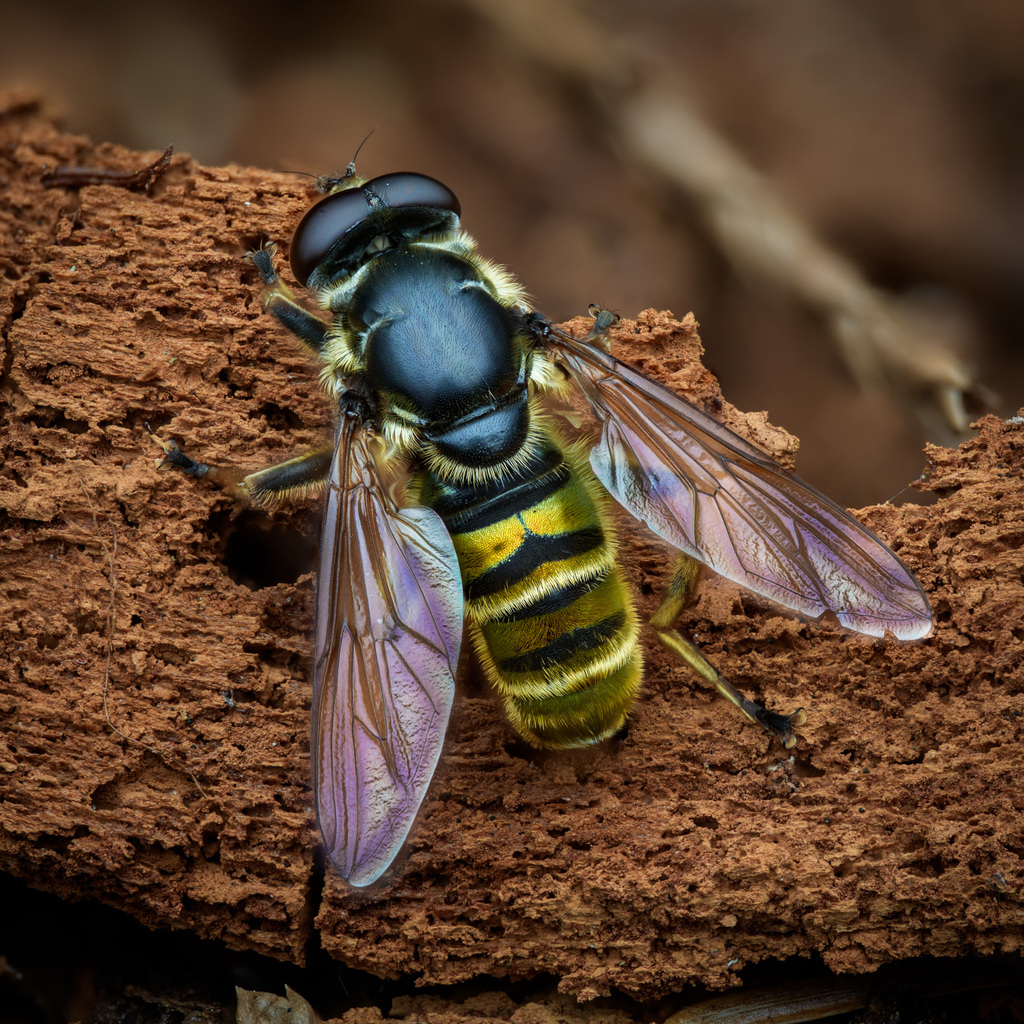 Yellow-shielded Quicksilver
