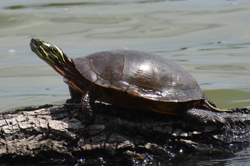 Painted Turtle