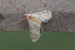 Nymphicula