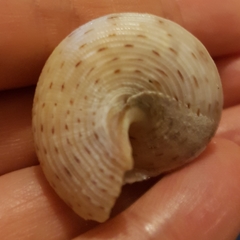 Calliostoma granulatum