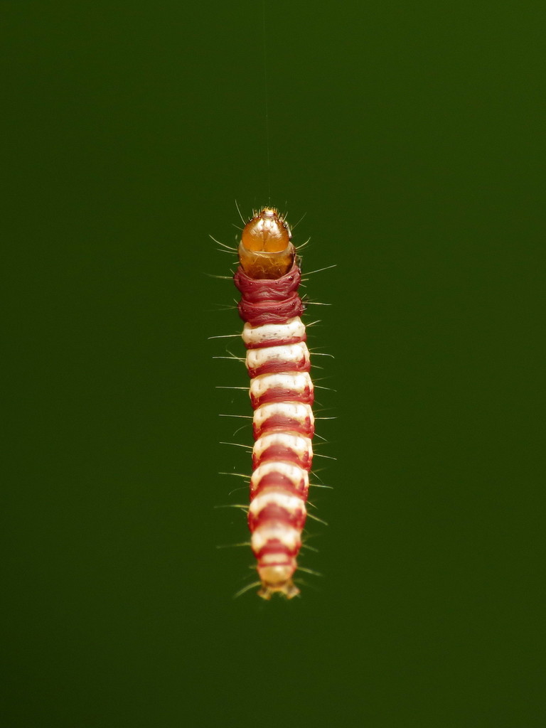 White Stripe-backed Moth