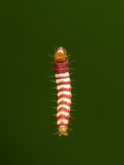 White Stripe-backed Moth