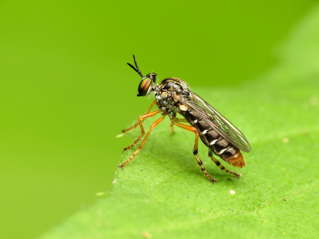 Eight-spotted Rainbow Robber