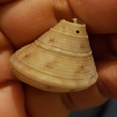 Calliostoma granulatum