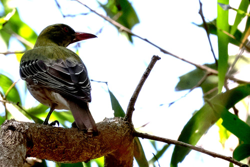 Green Oriole (Oriolus flavocinctus)