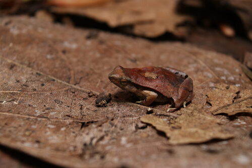 Una Dwarf Frog