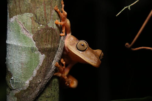 Pombal's Tree Frog, Boana pombali