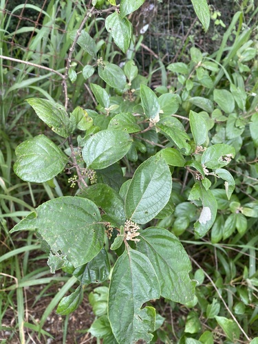 Callicarpa candicans observed 2025-08-12