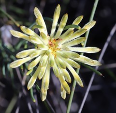 Petrophile brevifolia