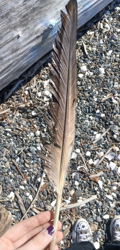 Plume de Bernache du Canada