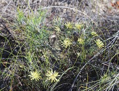 Petrophile brevifolia