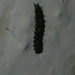 Lepidoptera