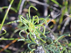 Petrophile brevifolia