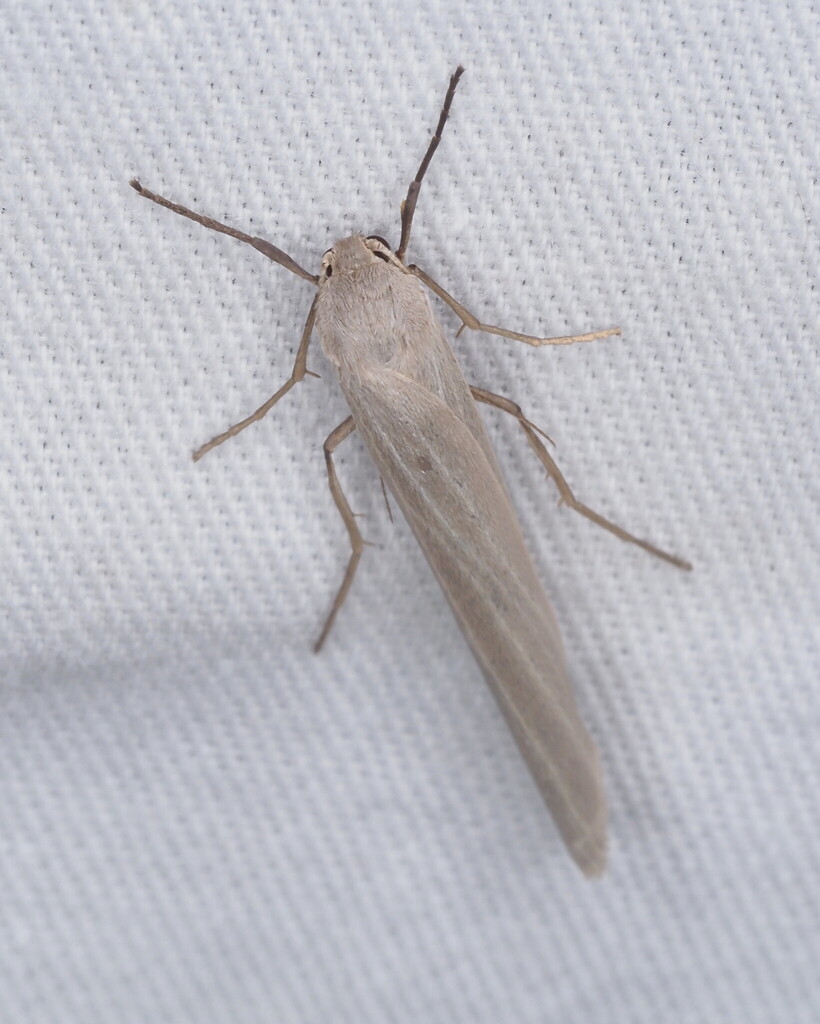 Crambidia impura