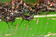 Chromacris psittacus