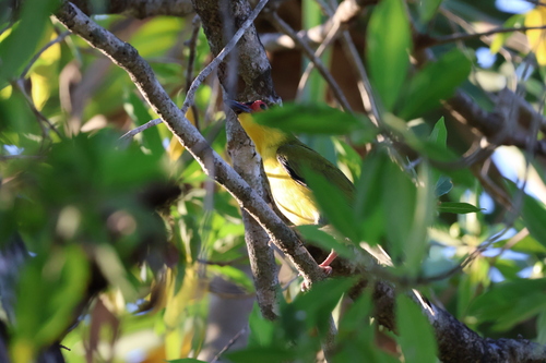 Australasian Figbird